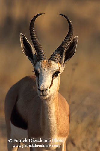 Springbok, Etosha NP, Namibia -  Springbok  15027