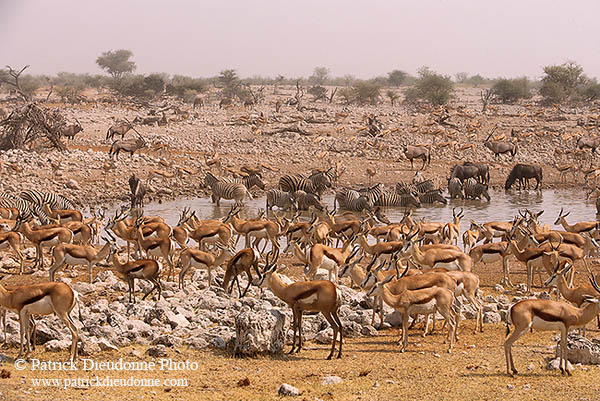Springbok herds, Etosha NP, Namibia -  Springbok, troupeaux  15028