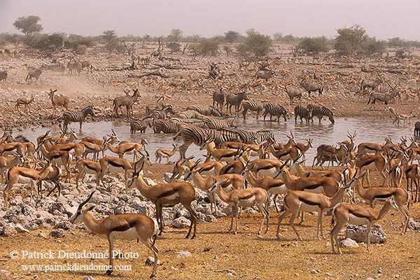 Springbok herds, Etosha NP, Namibia -  Springbok, troupeaux  15030