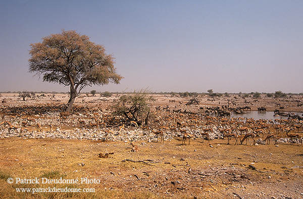 Springbok herds, Etosha NP, Namibia -  Springbok, troupeaux  15036