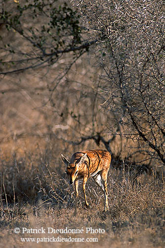 Steenbok, Kruger NP, S. Africa - Raphicère  15083
