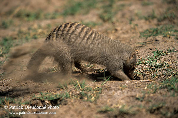 Mongoose (Banded), Etosha NP, Namibia - Mangue rayée 14922