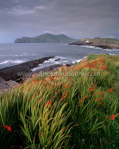 Valentia island, Kerry, Ireland - Ile de Valentia, Kerry, Irlande  15458