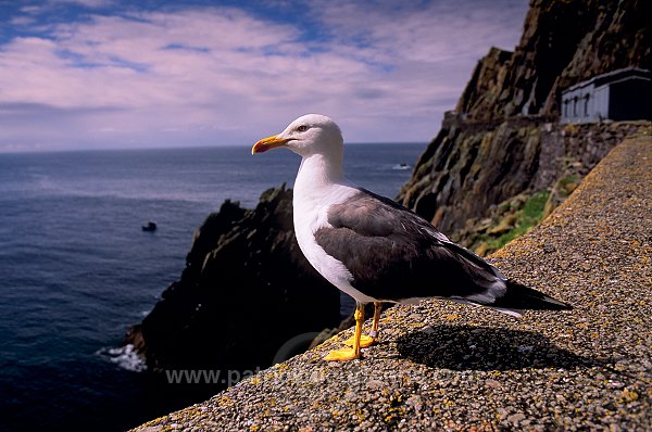 Gull, Great Skellig, Kerry, Ireland - Goéland, Great Skellig, Irlande  15305