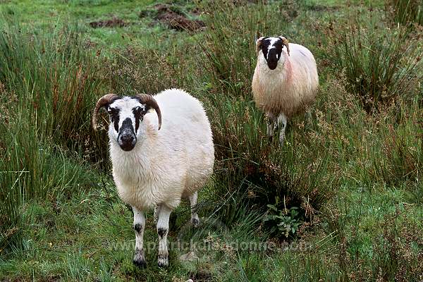 Sheep, Ireland - Moutons Scottish Blackface, Irlande 15528