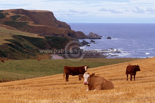 Cows, Aberdour bay, Aberdeenshire, Scotland -   Ecosse - 16037