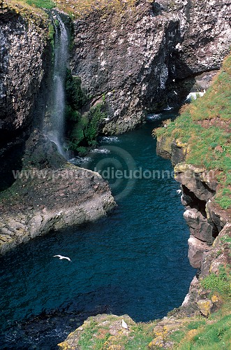Fowlsheugh bird reserve, Scotland -  Fowlsheug, Ecosse - 18810