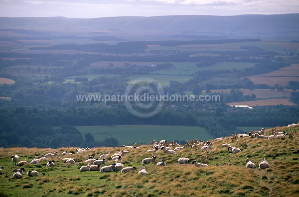 Sheep, Pentland Hills, Scotland  - Pentland Hills, Ecosse - 16020