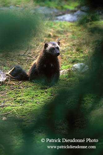 Glouton - Wolverine  - 16553