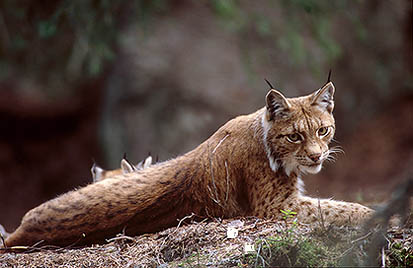 Lynx - 16772
