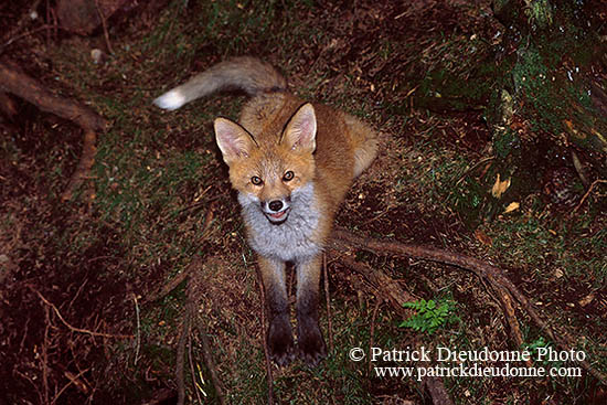 Renard roux - Red Fox - 16993