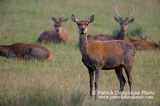 Cerf elaphe - Red Deer  - 16322