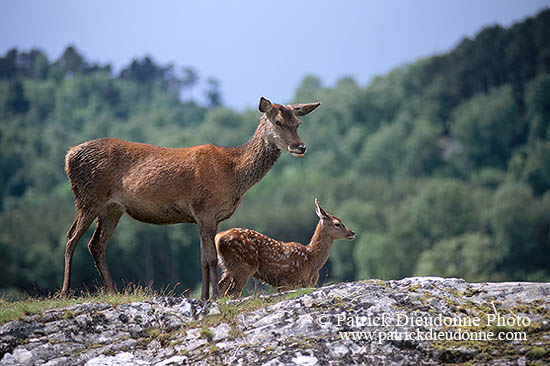 Cerf elaphe - Red Deer  - 16359