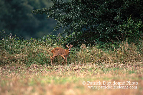 Chevreuil - Roe Deer  - 16495