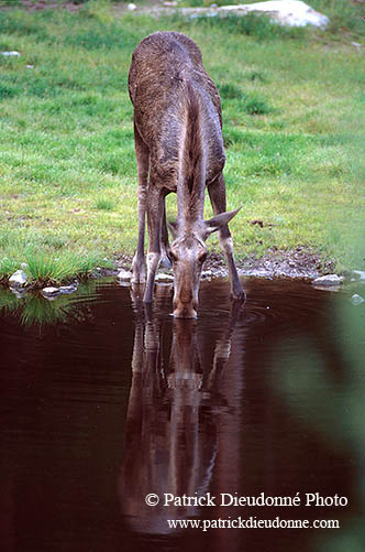 Elan - Moose or Elk - 16540