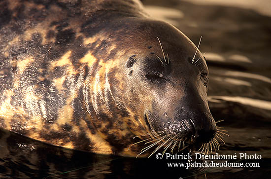 Phoque gris - Grey Seal - 16843
