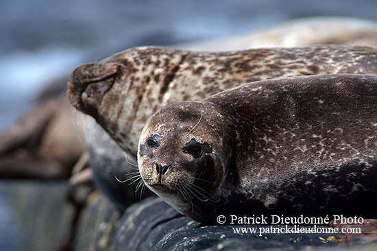 Phoque veau-marin - Harbour Seal  - 16869
