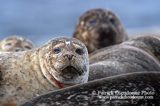 Phoque veau-marin - Harbour Seal  - 16885