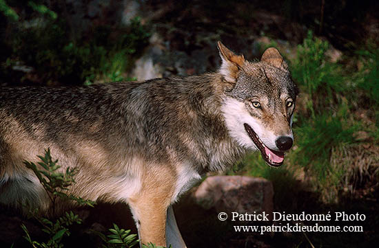 Loup d'Europe - European Wolf  - 16673