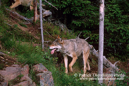 Loup d'Europe - European Wolf  - 16676
