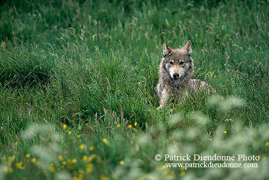 Loup d'Europe - European Wolf  - 16682