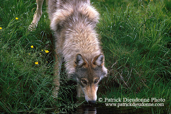 Loup d'Europe - European Wolf  - 16684