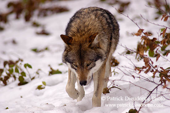 Loup d'Europe - European Wolf - 16694