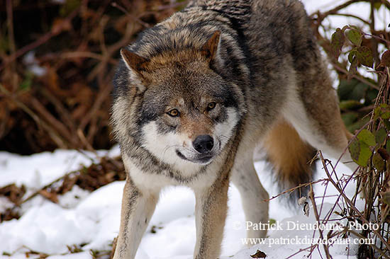Loup d'Europe - European Wolf - 16696