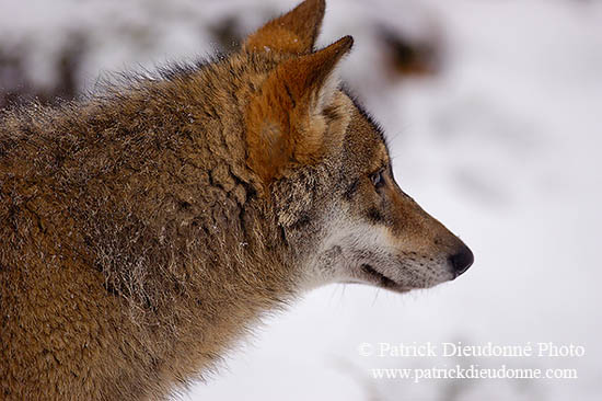 Loup d'Europe - European Wolf - 16716