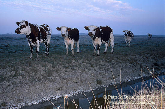 Vaches dans les marais de Machecoul, Vendée, France - 17241