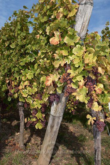 Vignes, Gewurtztraminer (Red Gewurztraminer grapes), Alsace, France - FR-ALS-0532