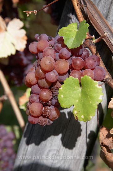 Vendange, raisin mur (Grapes with noble rot), Alsace, France - FR-ALS-0603