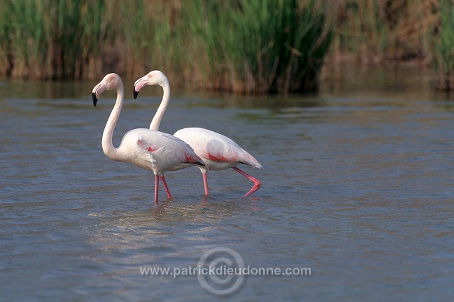 Greater Flamingo (Phoenicopterus ruber) - Flamant rose - 20337