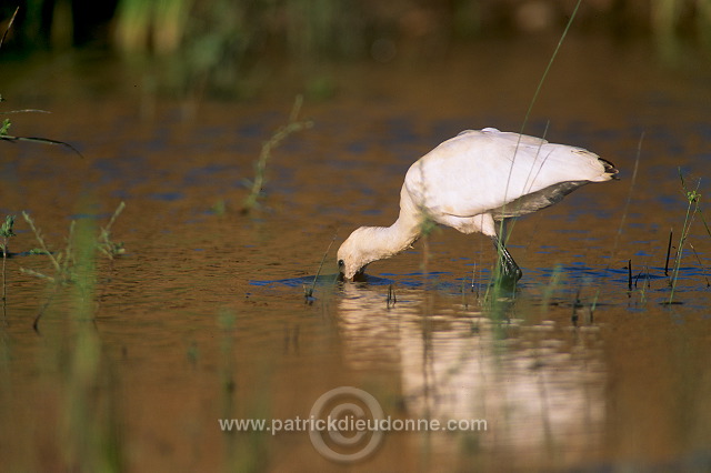 Spoonbill (Platalea leucorodia) - Spatule blanche - 20357