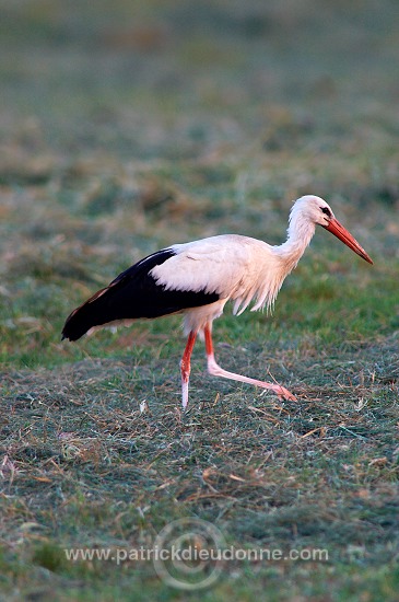 White Stork (Ciconia ciconia) - Cigogne blanche  10832