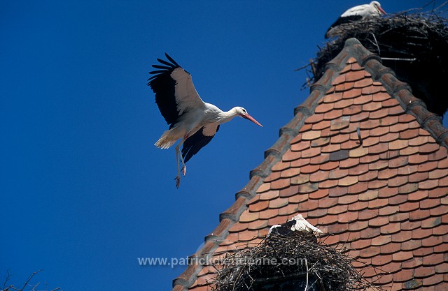 White Stork (Ciconia ciconia) - Cigogne blanche - 20384