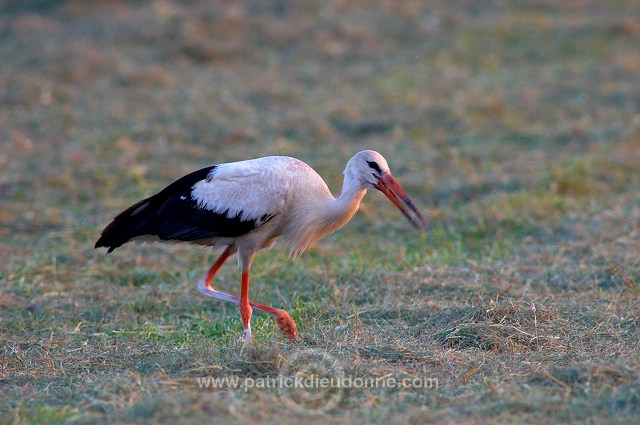 White Stork (Ciconia ciconia) - Cigogne blanche - 20449