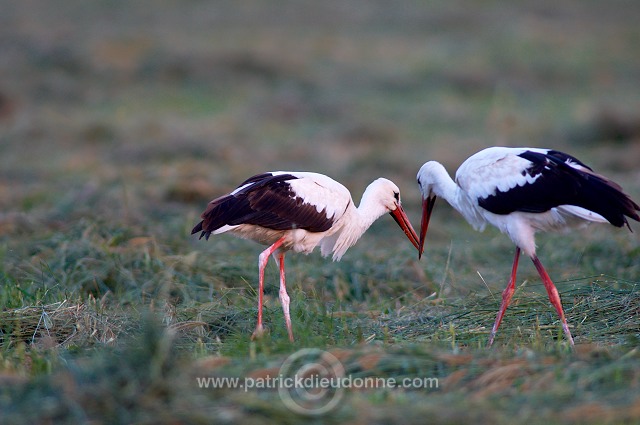 White Stork (Ciconia ciconia) - Cigogne blanche - 20451