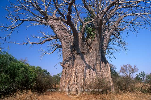 Baobabs in Kruger NP, South Africa - Afrique du Sud - 21175