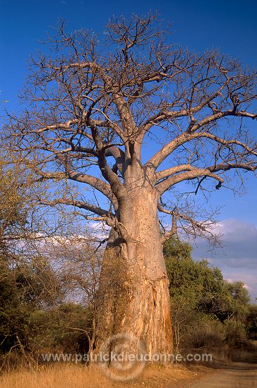 Baobabs in Kruger NP, South Africa - Afrique du Sud - 21179