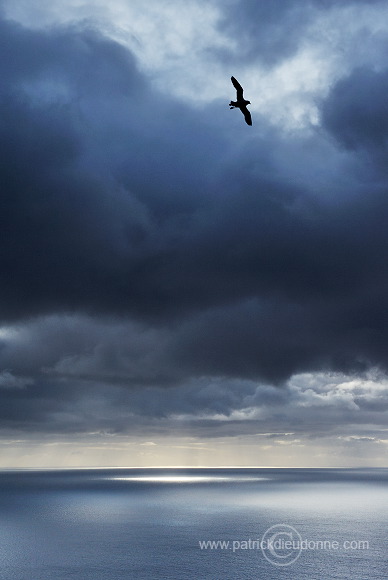 Fulmars in flight, Sandoy, Faroe islands - Fulmars, iles Feroe - FER351