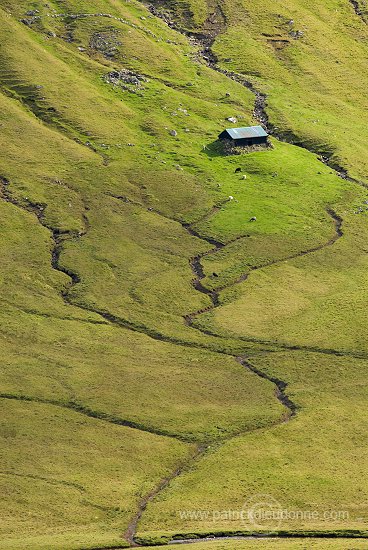 Sheep, Hvalba, Suduroy, Faroe islands - Moutons a Hvalba, Iles Feroe - FER424
