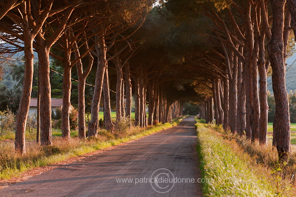 Alberese, Maremma, Tuscany - Toscane it01101
