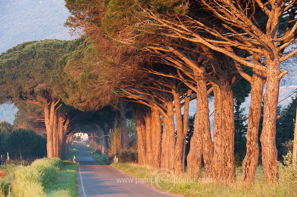 Alberese, Maremma, Tuscany - Alberese, Maremme, Toscane - it01105