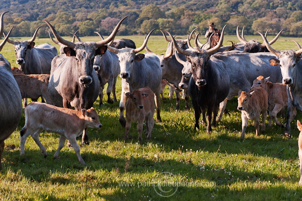 Buttero, Maremma, Tuscany - Buttero, Maremme, Toscane - it01156