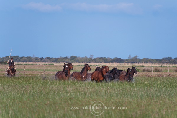 Maremman horse, Tuscany - Cheval de Maremme, Toscane - it01187