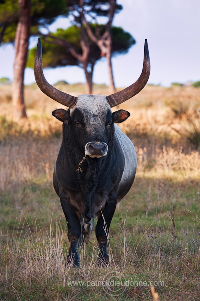 Maremman cattle, Tuscany - Vaches de Maremme, Toscane -  it01592