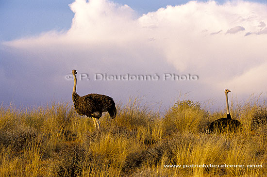 Ostriches (Struthio camelus) - Couple d'Autruches, Kalahari, Af. du Sud (SAF-BIR-0074)