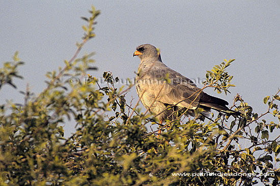 Pale chanting Goshawk (Melierax canorus) - Autour chanteur, Namibie (SAF-BIR-0087)