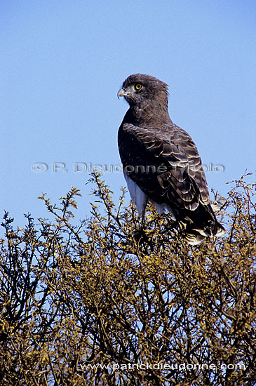 Blackbreasted Snake Eagle (Circaetus pectoralis) - Circaète à poitrine noire, Afrique du sud (SAF-BIR-0143)